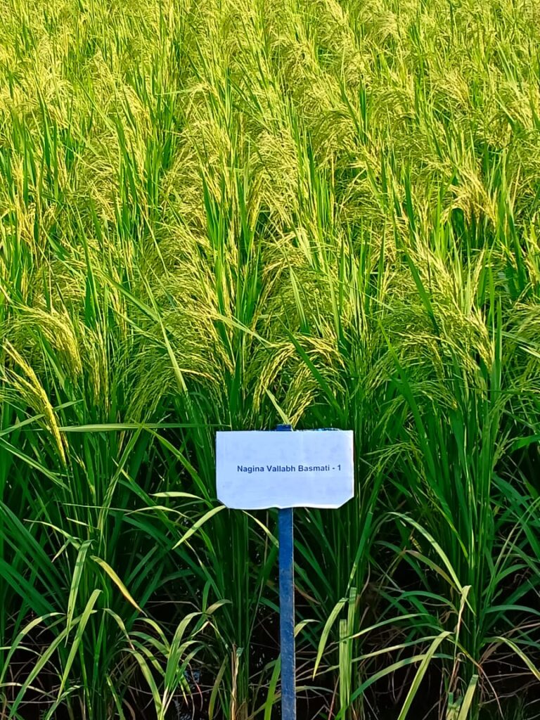 Nagina Vallabh Basmati-1 new species of Basmati will give more production at less cost